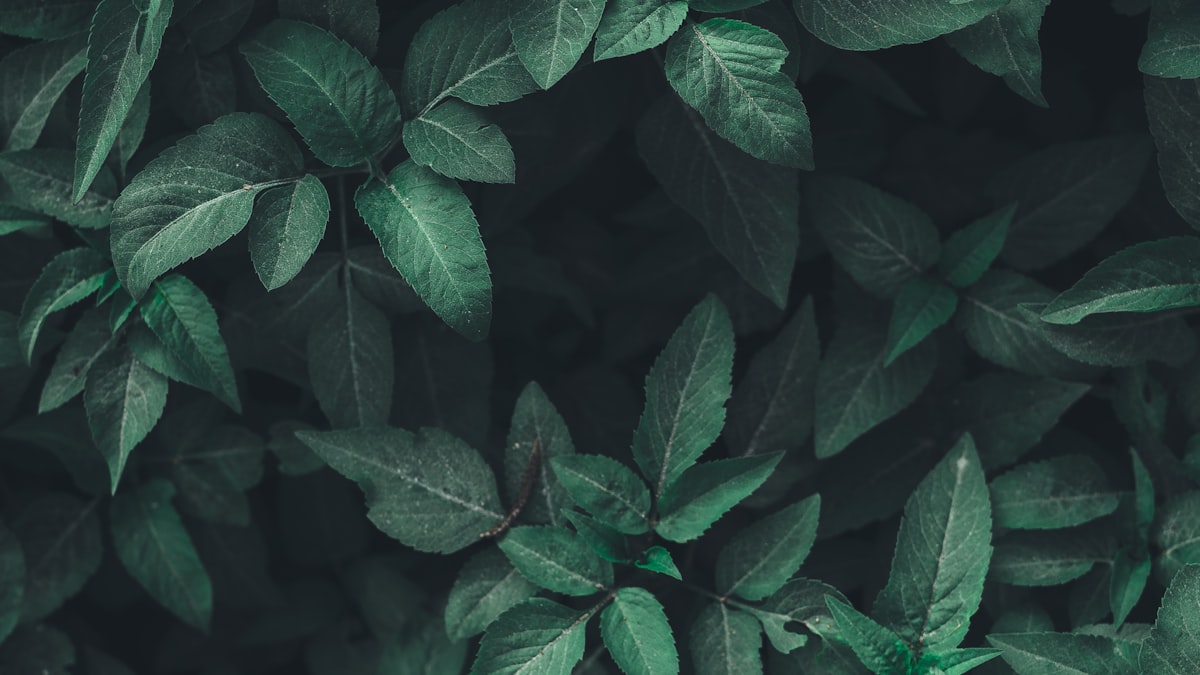 Best Planters for Patios and Balconies